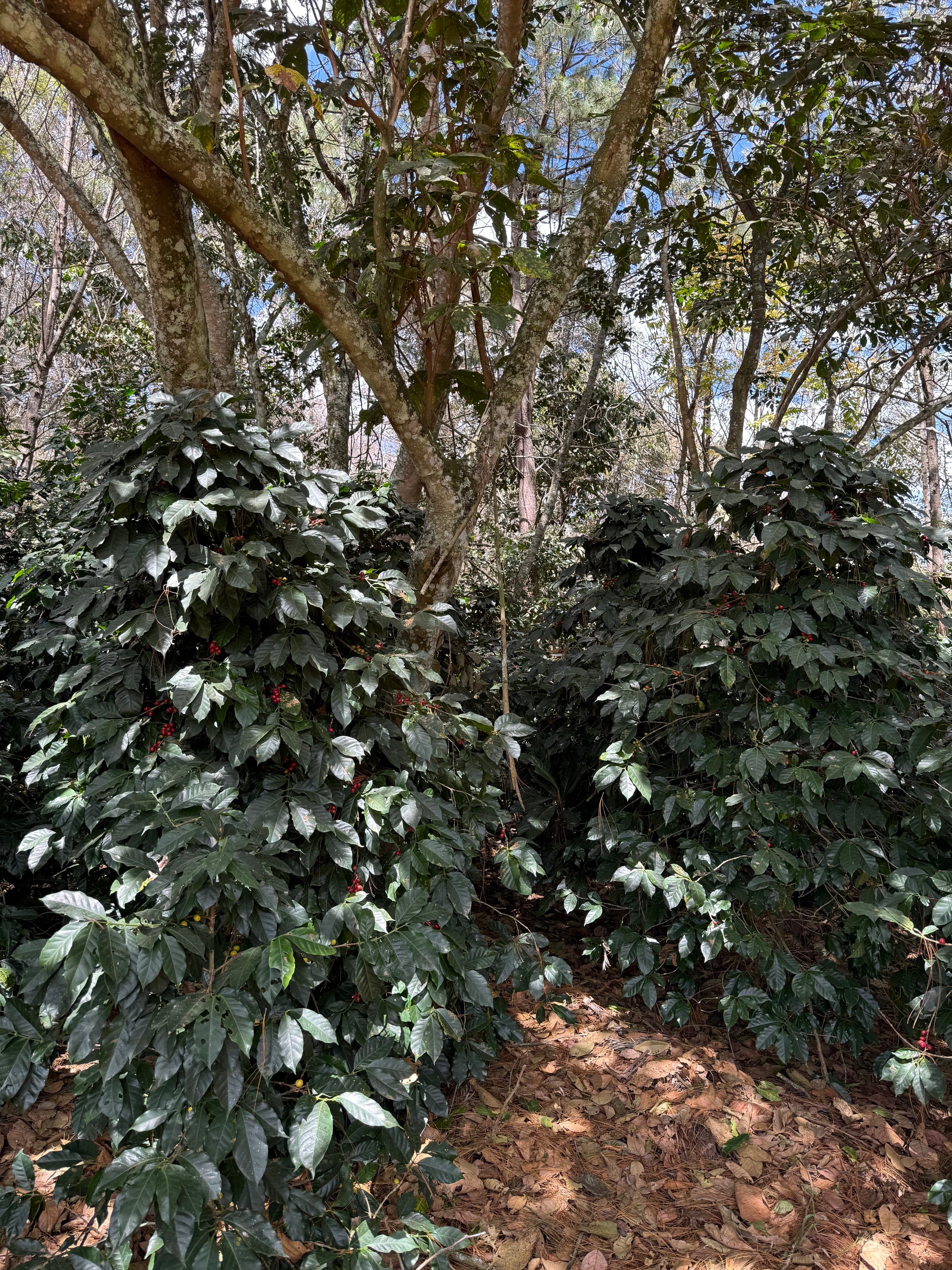 Image of coffee plants in Guatemala San Martin