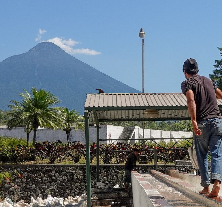 image of Guatemala coffee processing and volcano