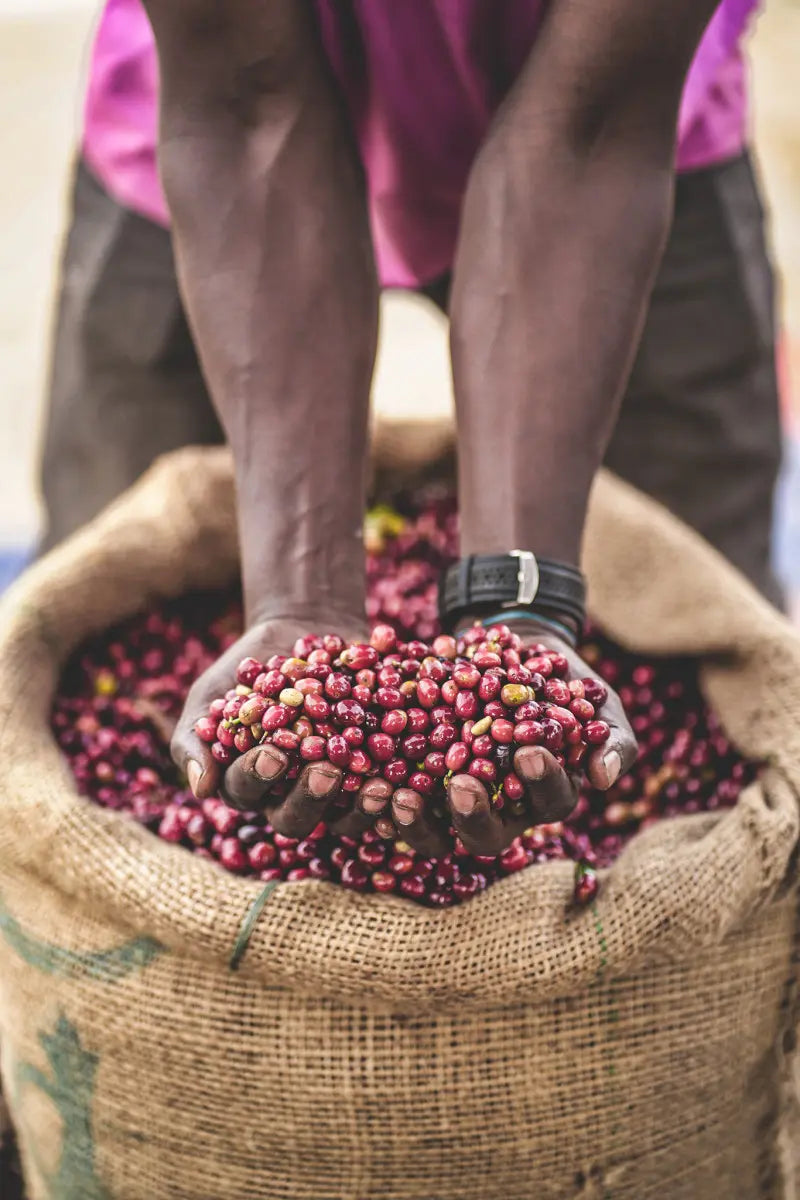 Ethiopia Gutity Natural