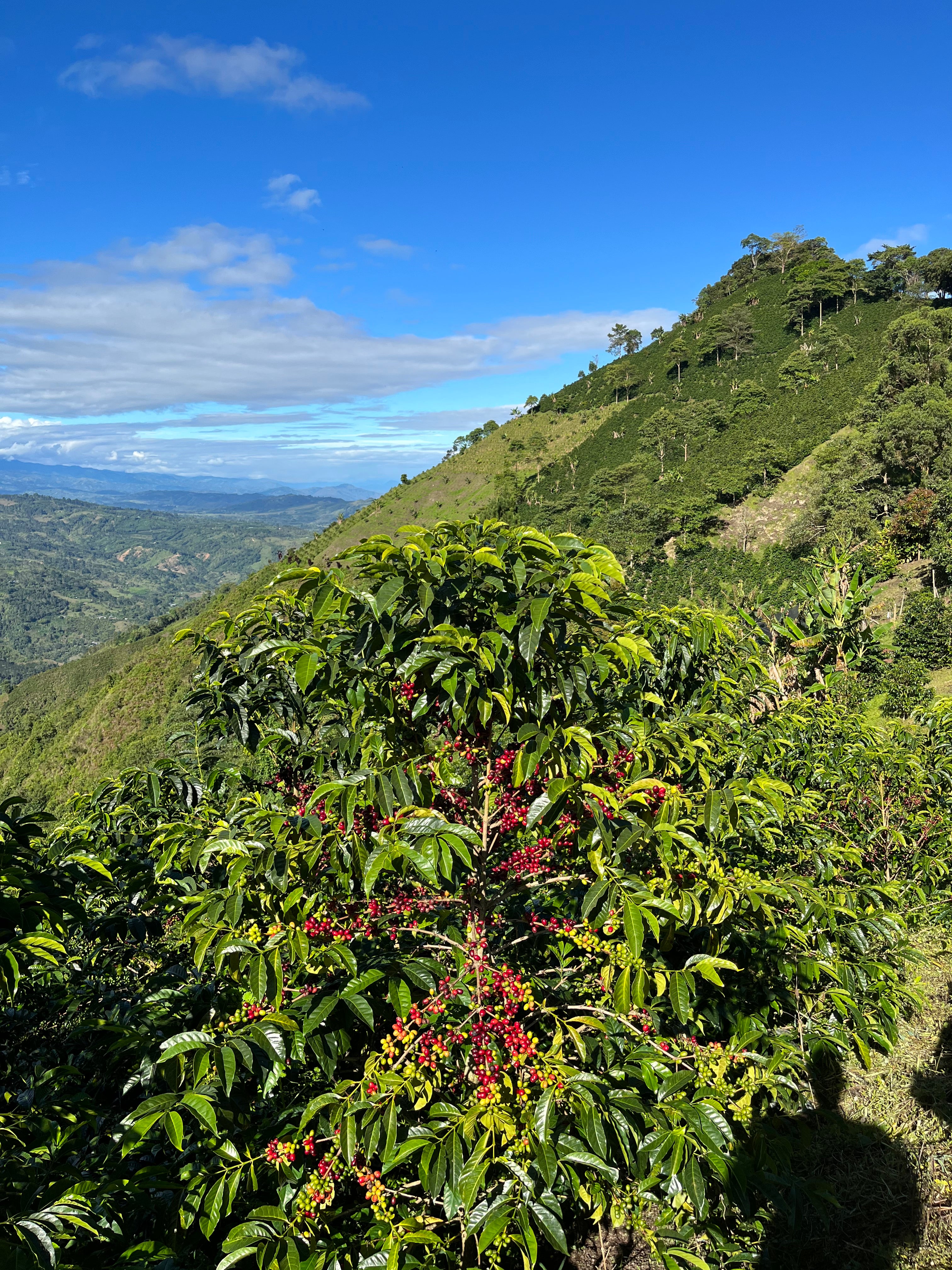 image of the farm hill slopes