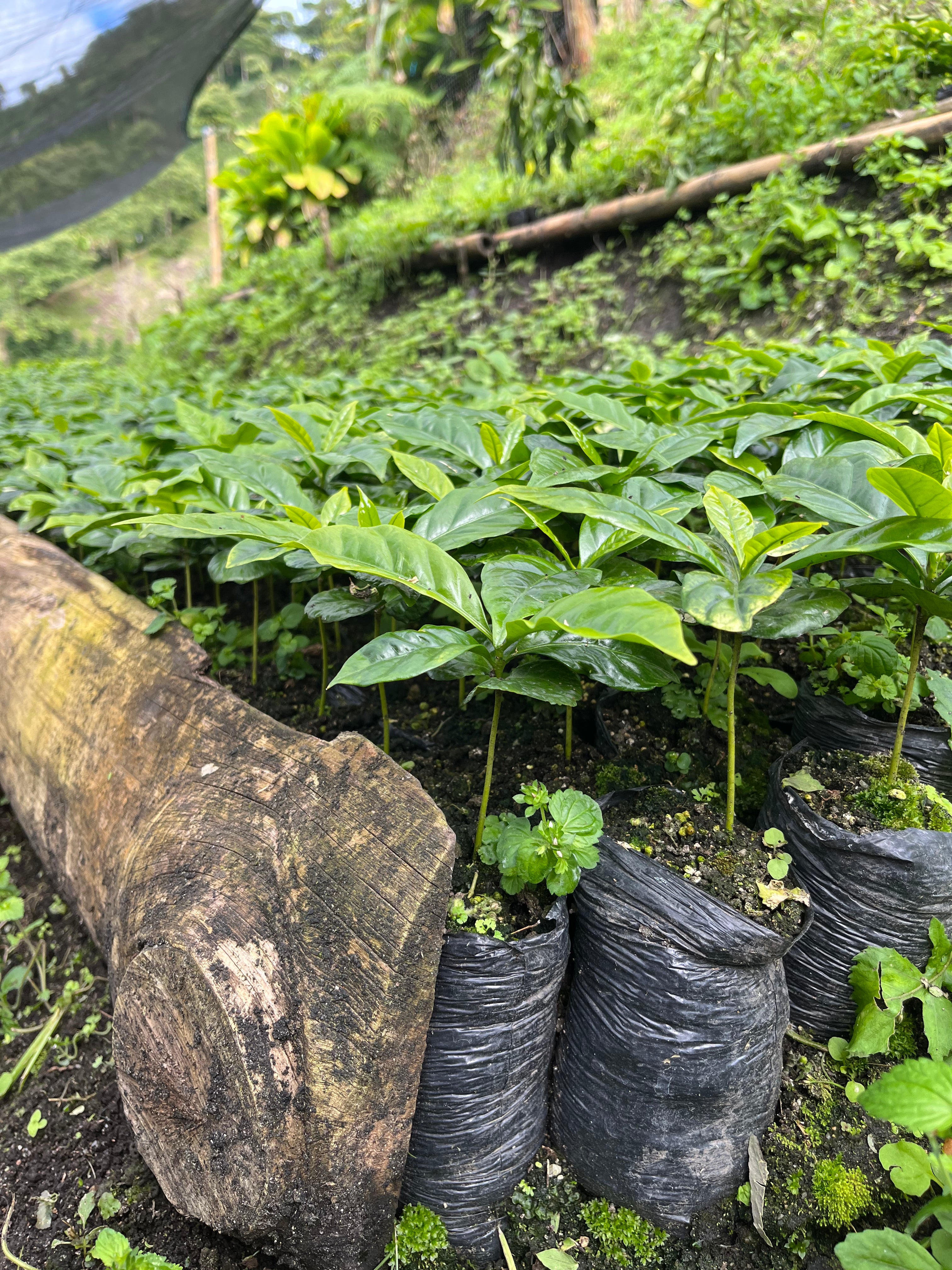 Image of coffee seedlings growing in the nursery