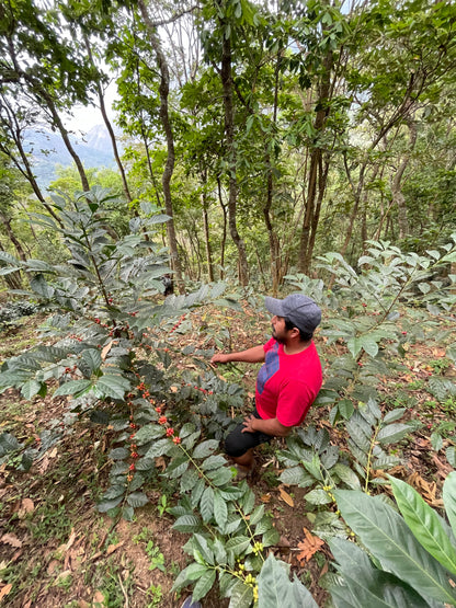 image of farmer and coffee tree