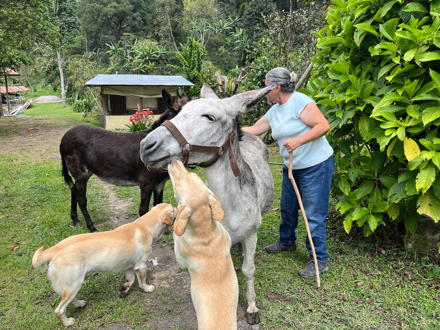 image of Martha with her dogs and donkeys