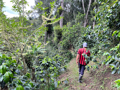 image of farm manager Juan David walking through the coffee fields