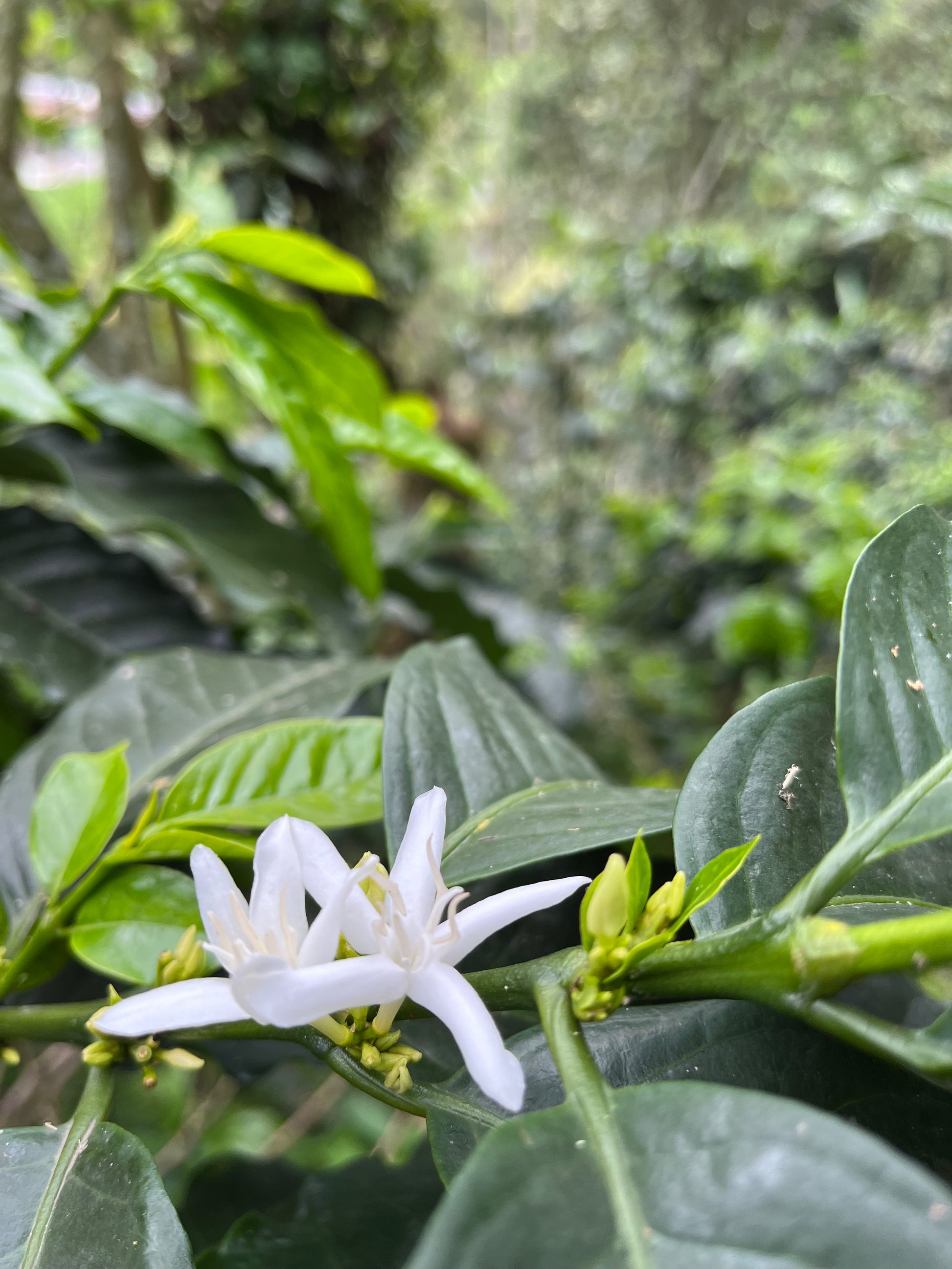 image of a coffee blossom from Tacaloa