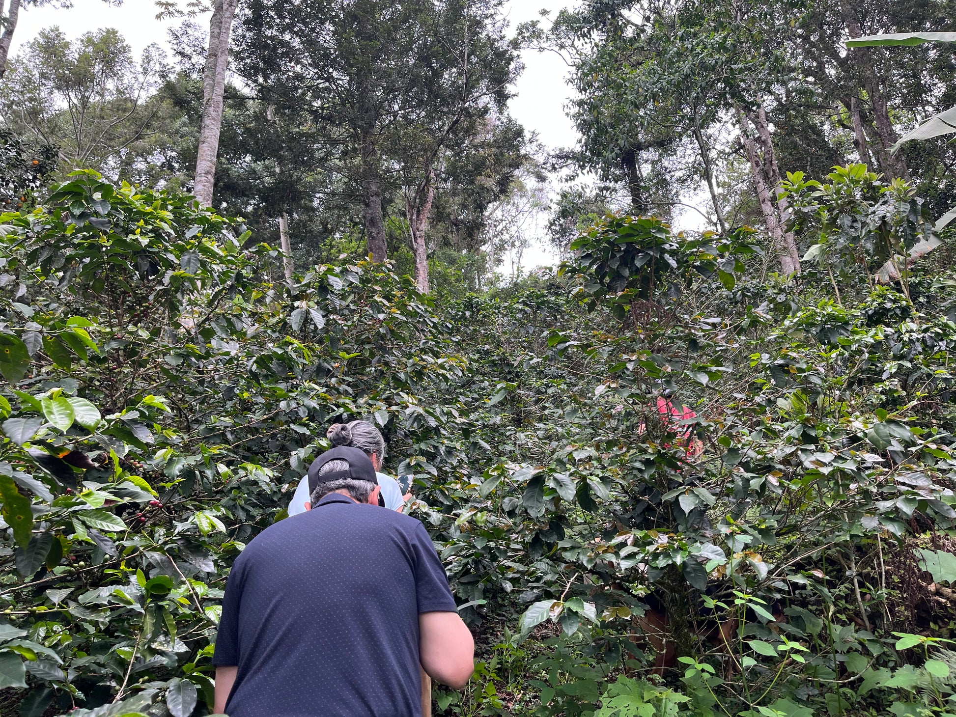 image of Eduardo and Martha hiking up the coffee field mountain side