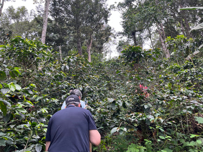 image of Eduardo and Martha hiking up the coffee field mountain side