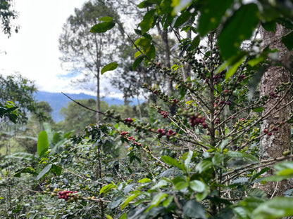 image of coffee trees at Tacaloa