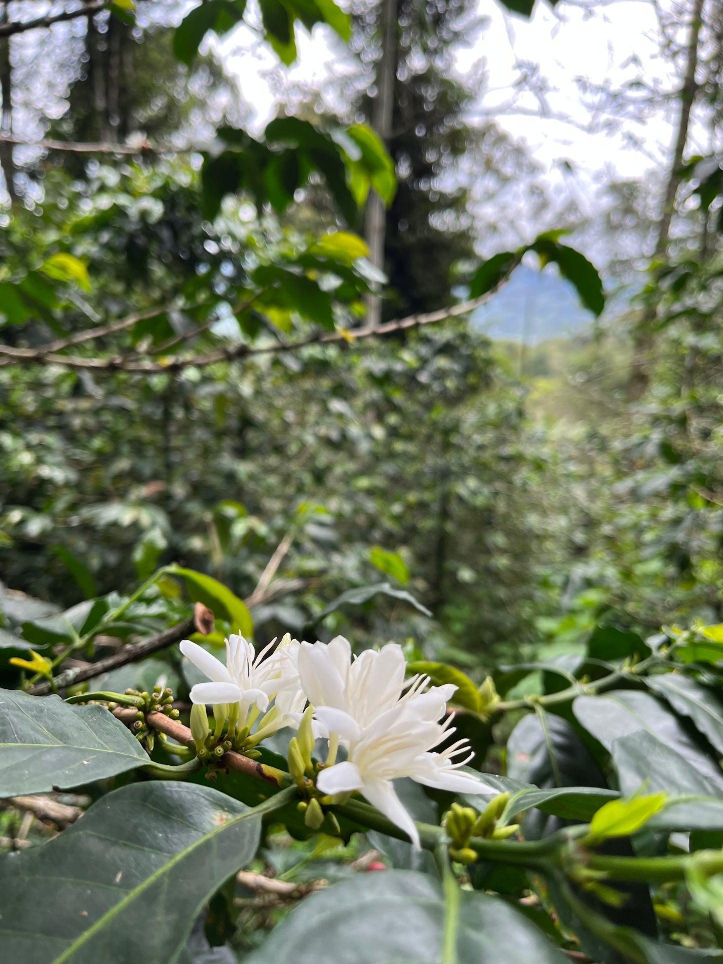 image of coffee blossoms in the forest at Tacaloa