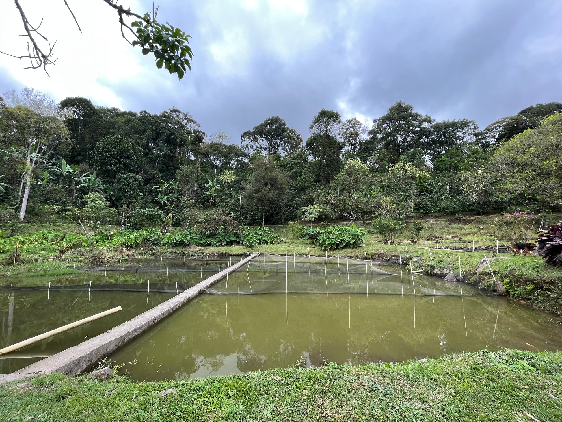 image of the coffee fields and fish ponds