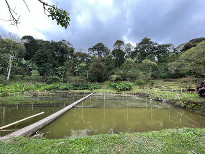 image of the coffee fields and fish ponds