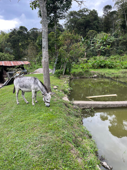 image of a donkey by the fish ponds