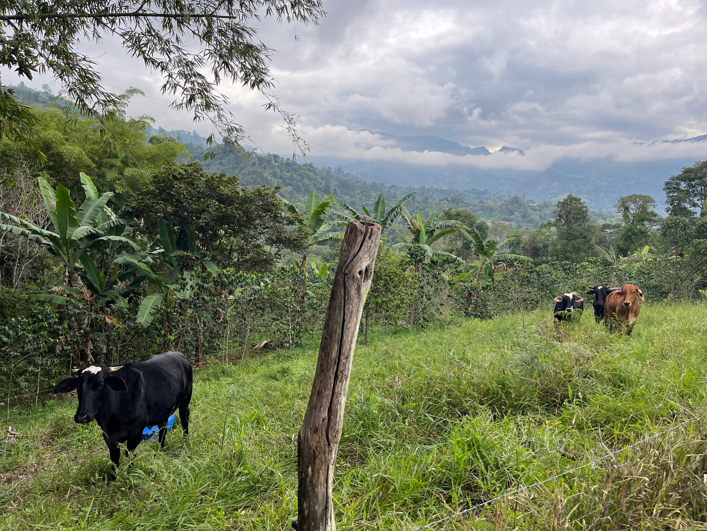 image of the cows grazing alongside the coffee fields