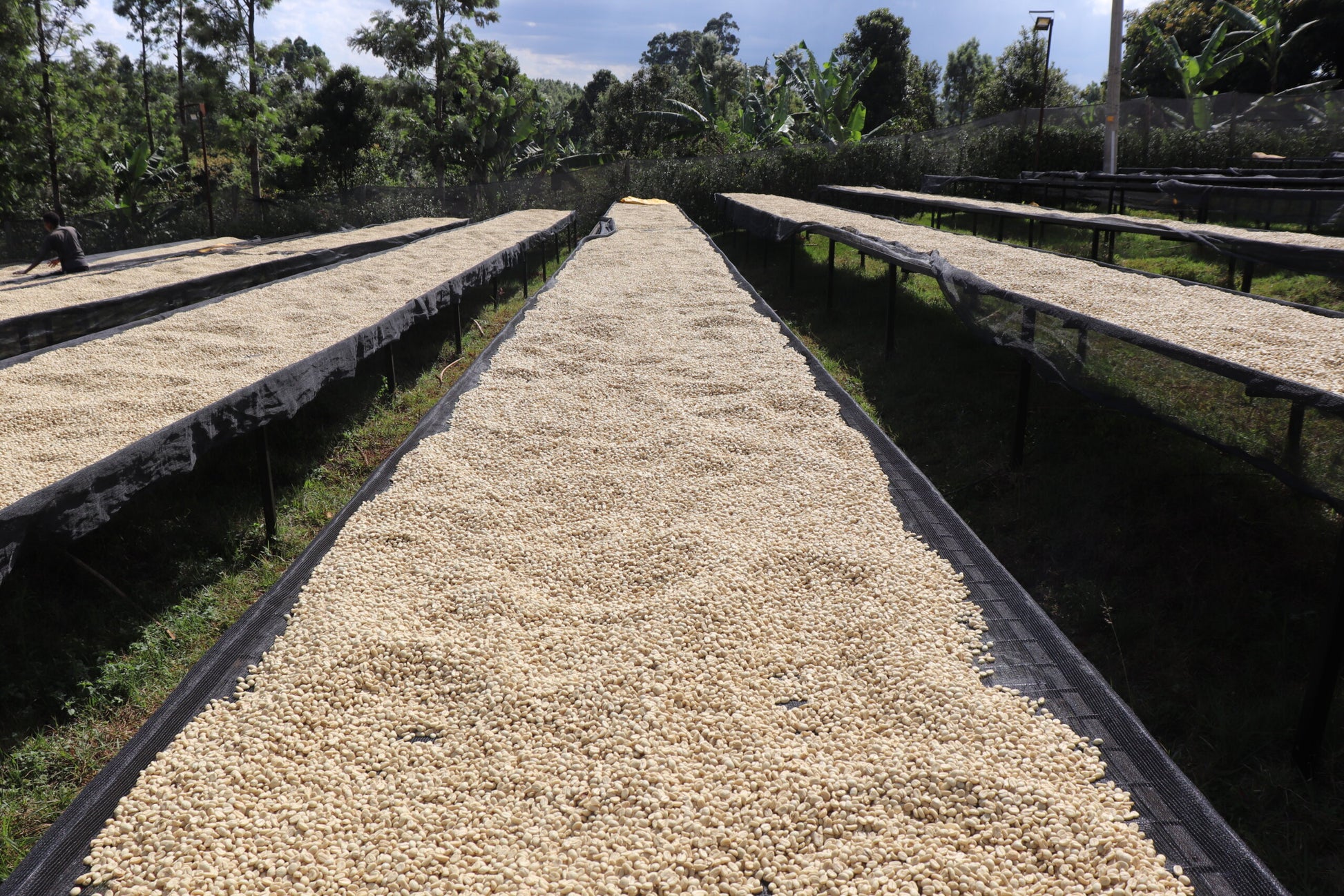 image of drying beds at Kiamugumo