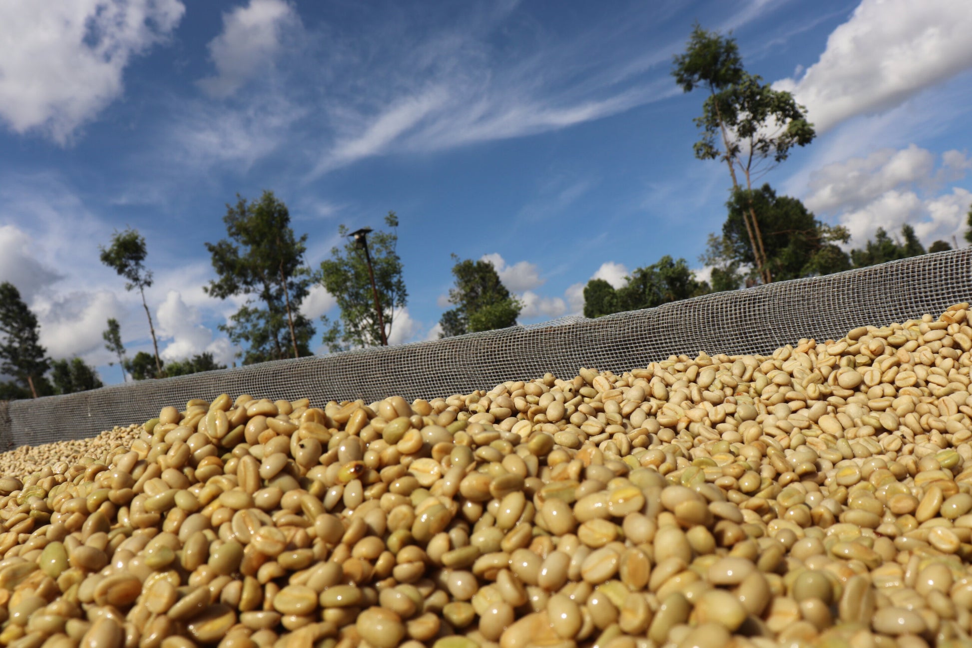 image of wet parchment out for drying