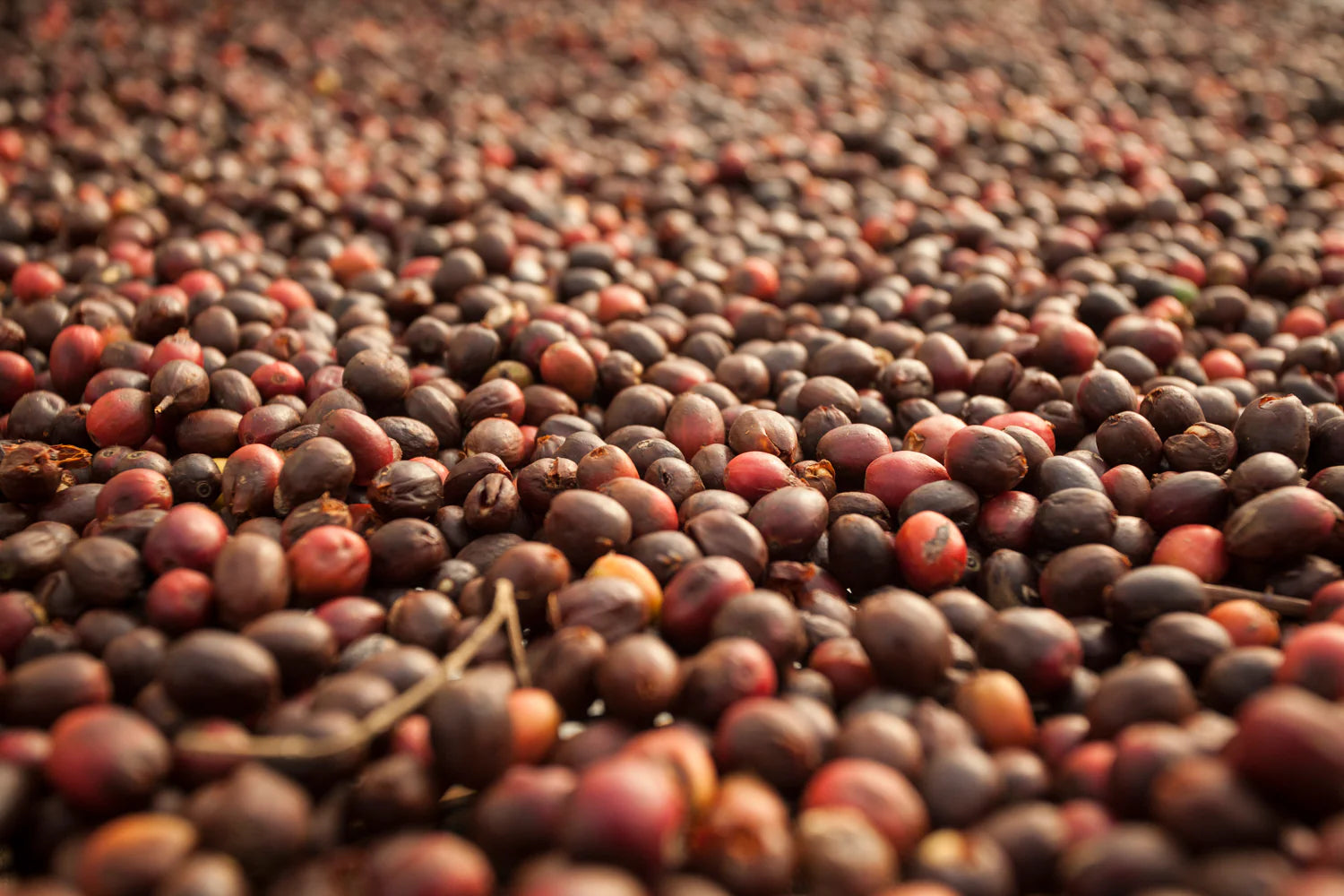 image of cherries drying