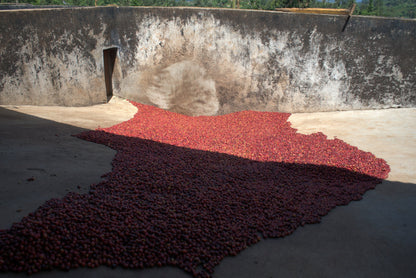 image of Karagoto cherries delivered