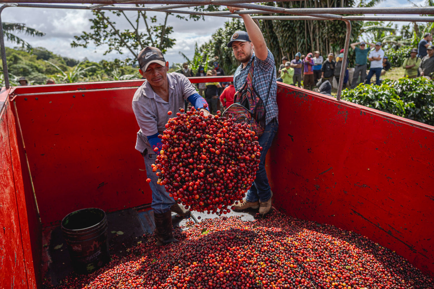 image of cherry delivery at Las Lajas