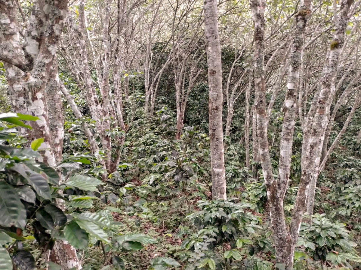 image of trees at El Limon