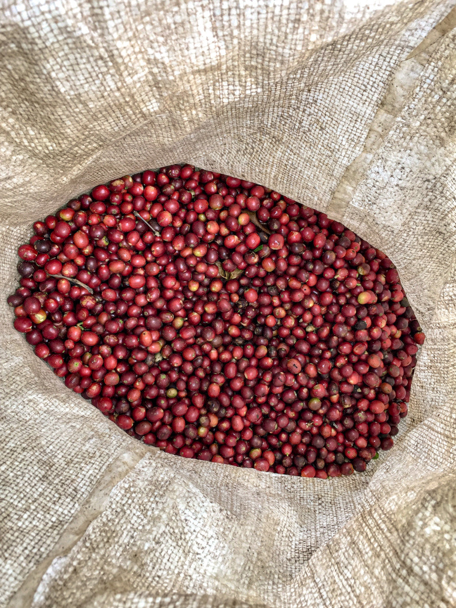 image of ripe picked cherries