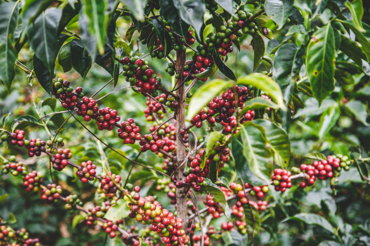 image of ripe coffee cherries on the tree