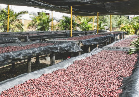 image of drying beds