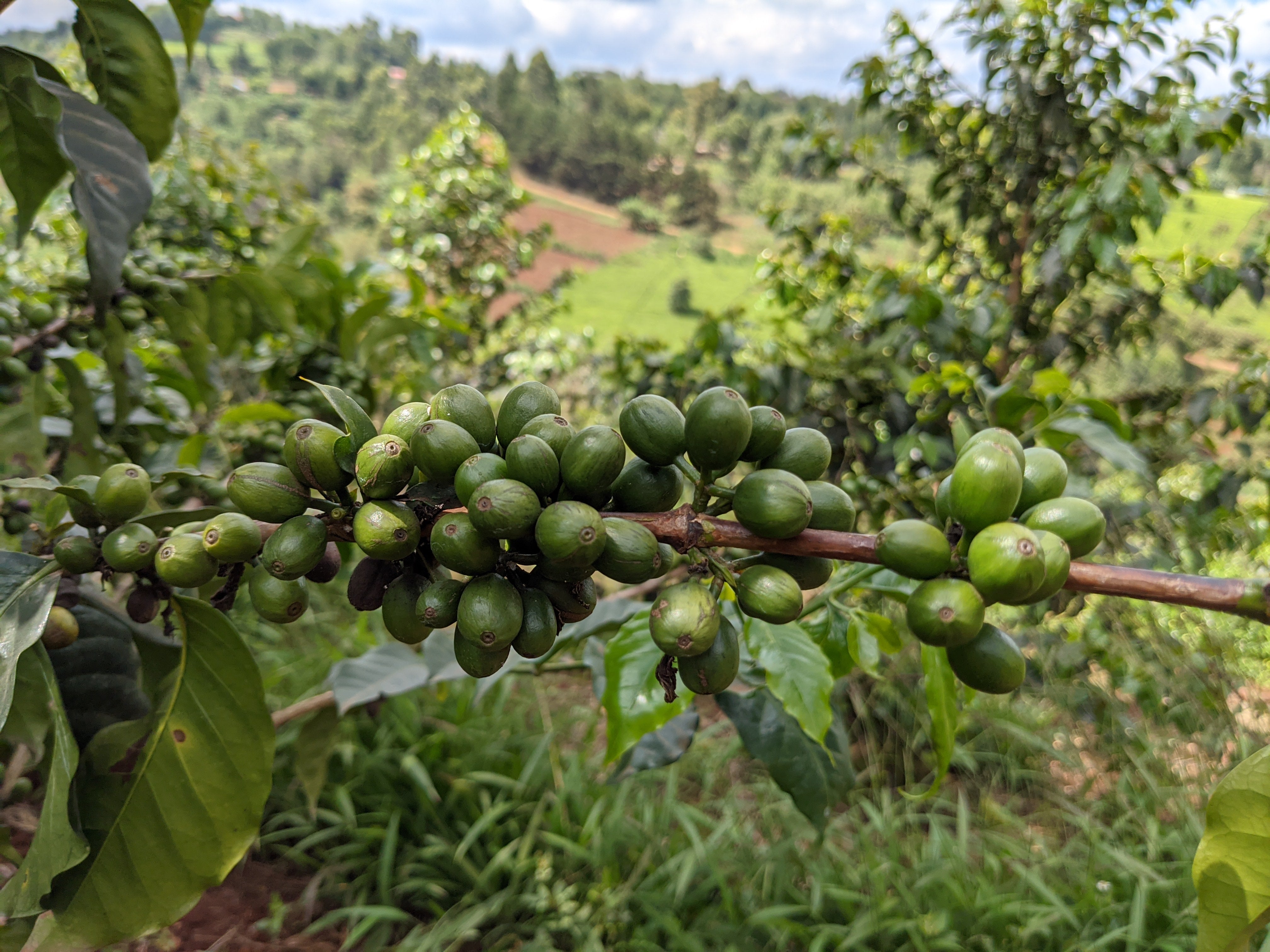 image of Kenya unripe coffee on the tree at Karatu