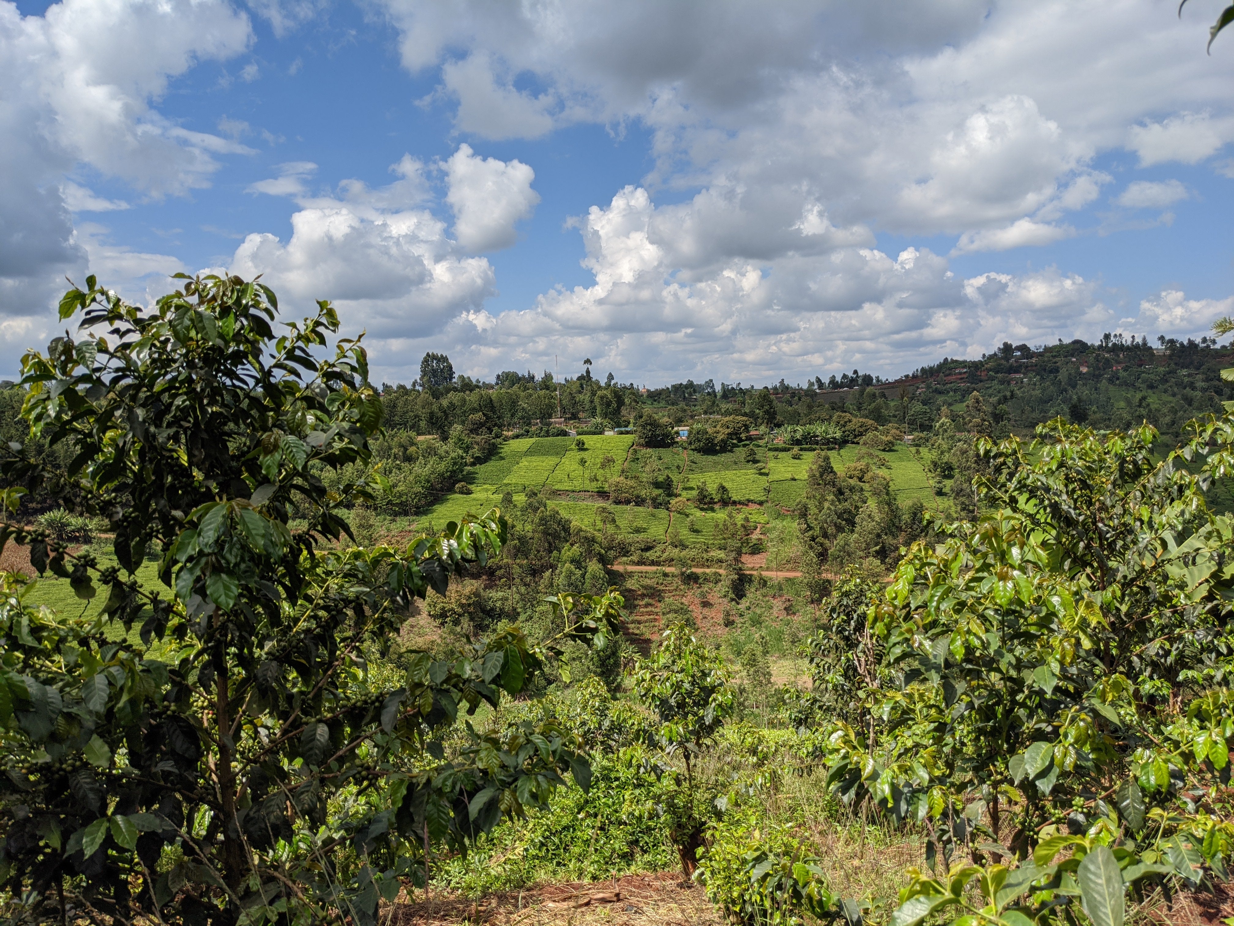 image of the coffee lands in Karatu
