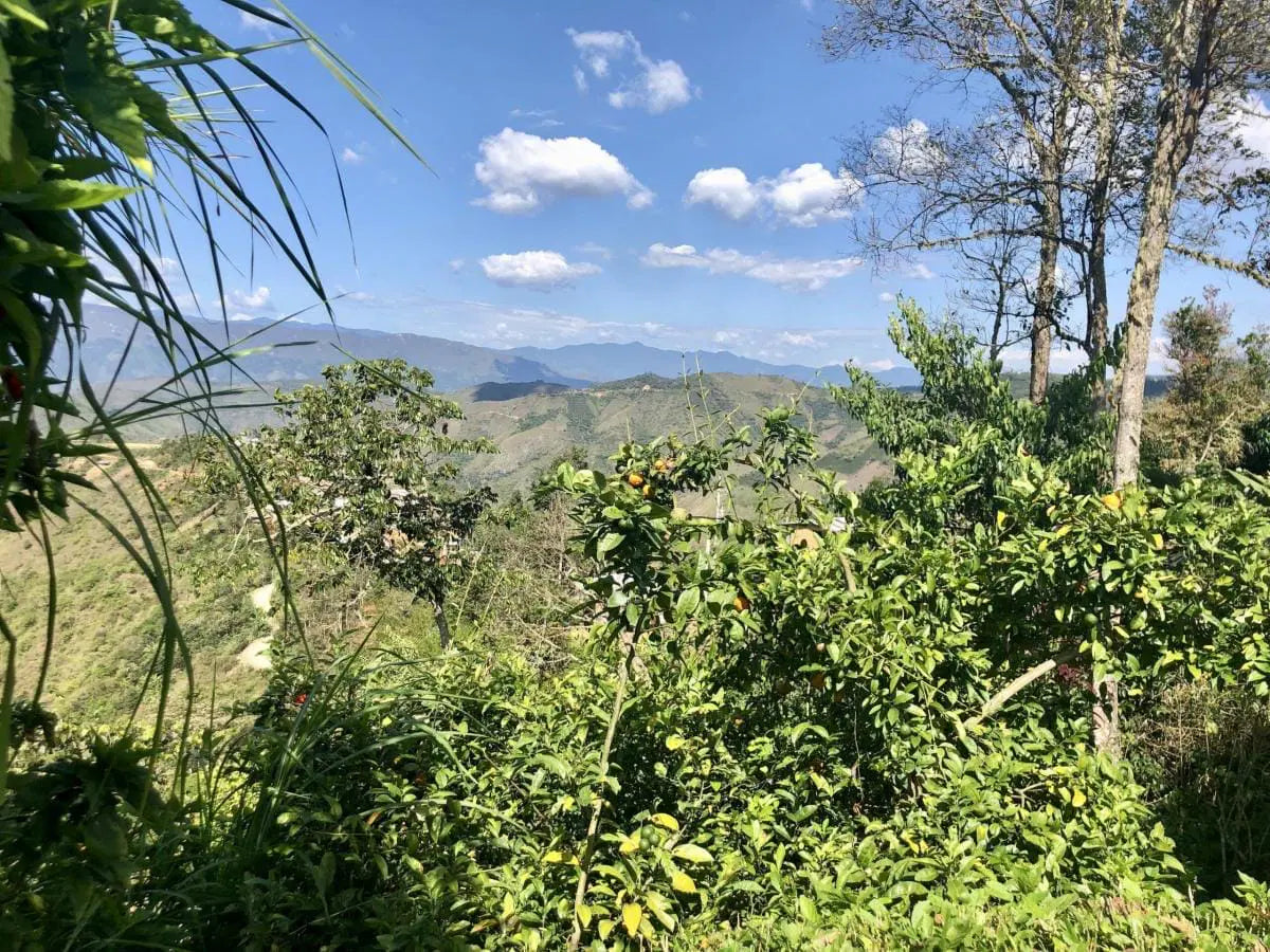 Image of Peru Las Damas Farm