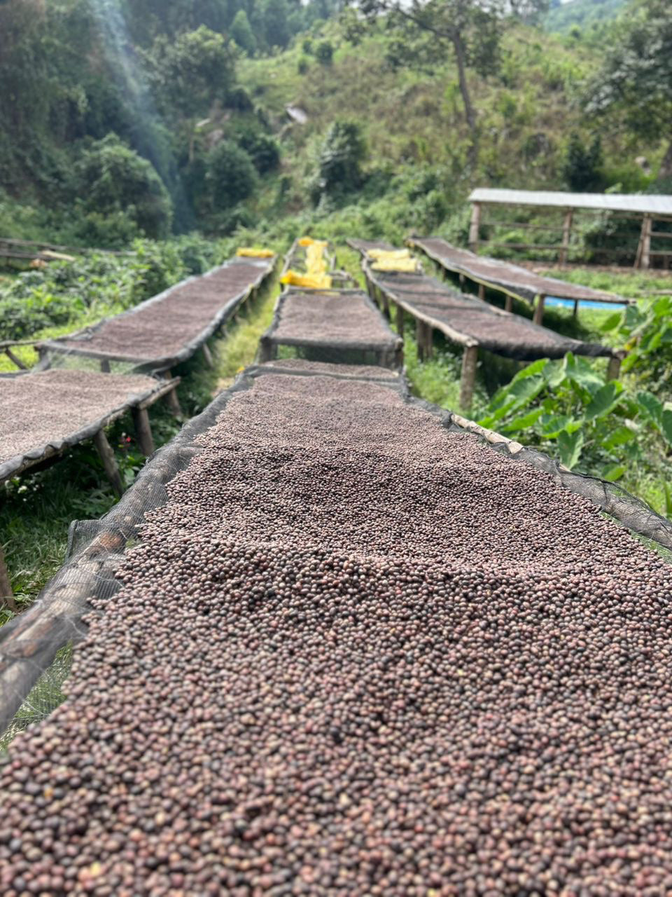 image of raised beds