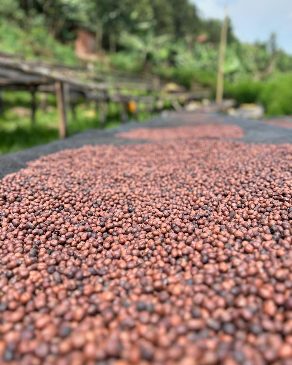 image of coffee cherries drying