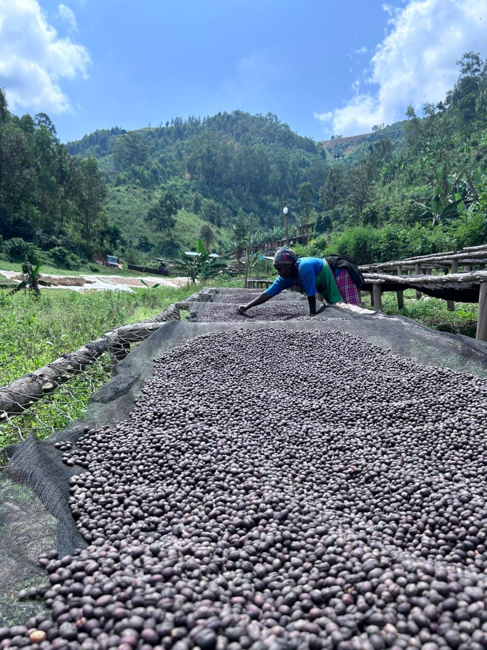 image of coffee farmer with naturals on raised beds