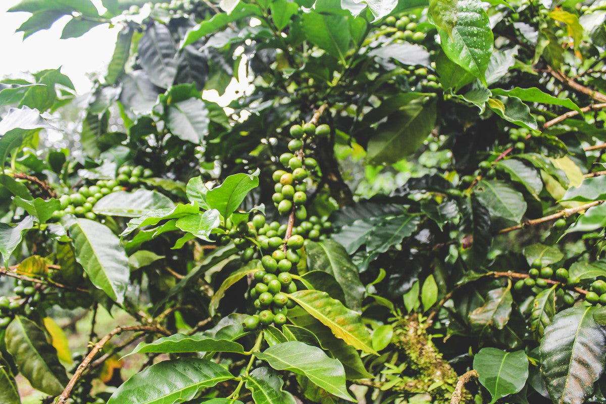 image of the coffee trees 