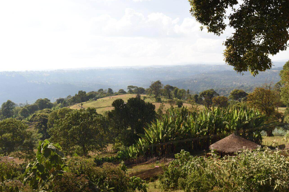 image of Ethiopia coffee growing region