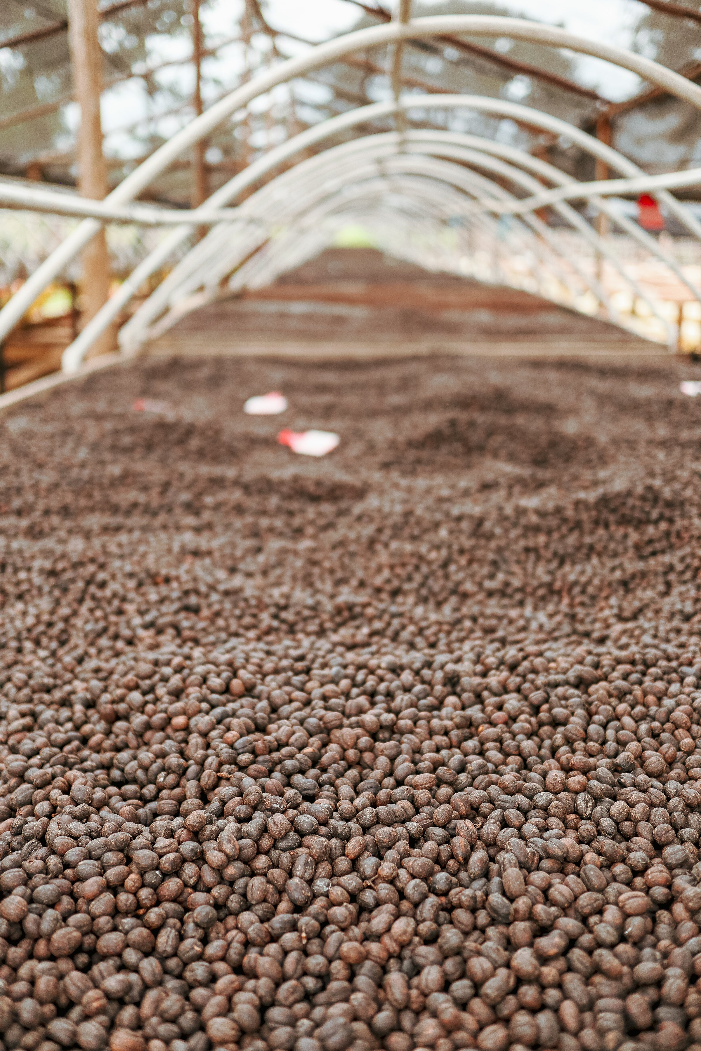 image of naturals drying at Sironko Station