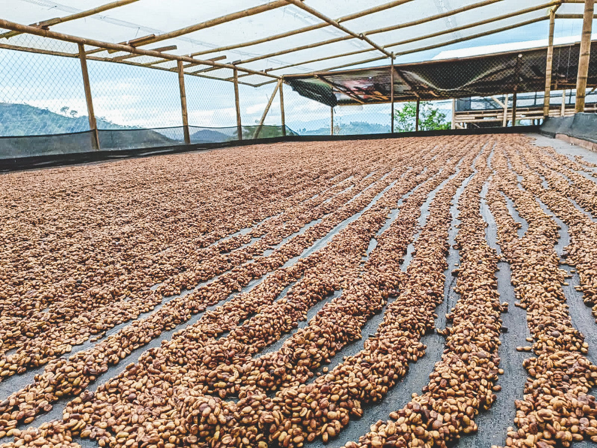 image of Solsticio honeys drying