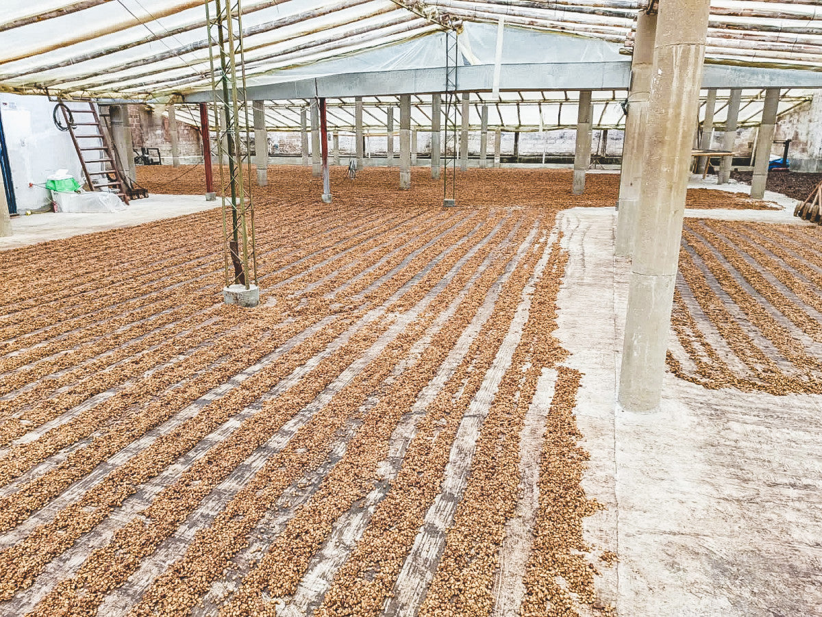 Colombia Solsticio Honey