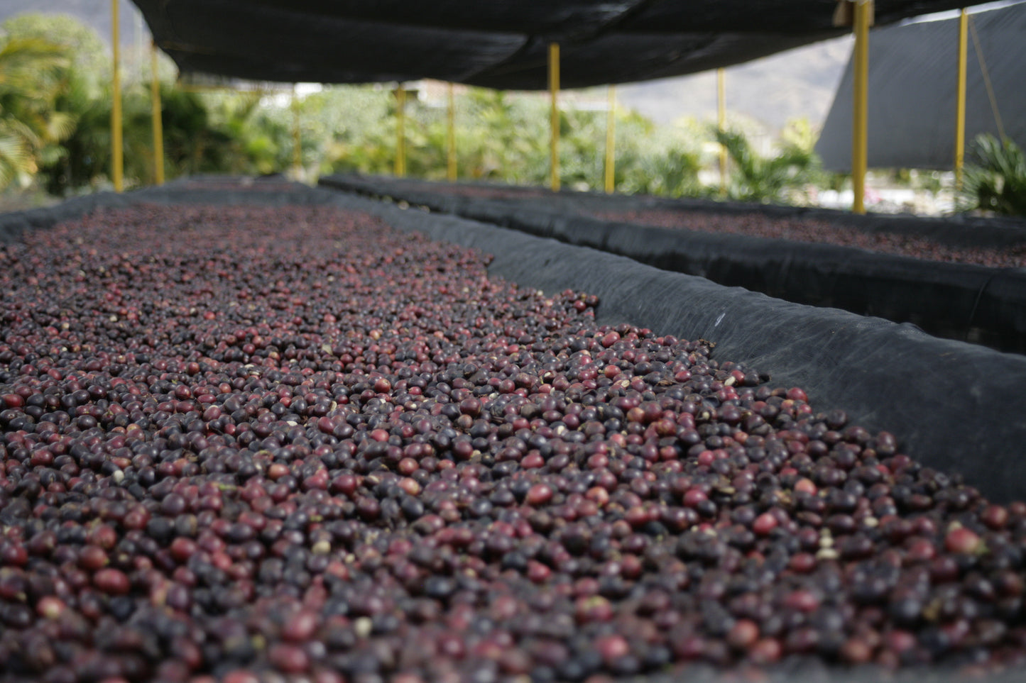 image of coffee cherries drying on raised beds