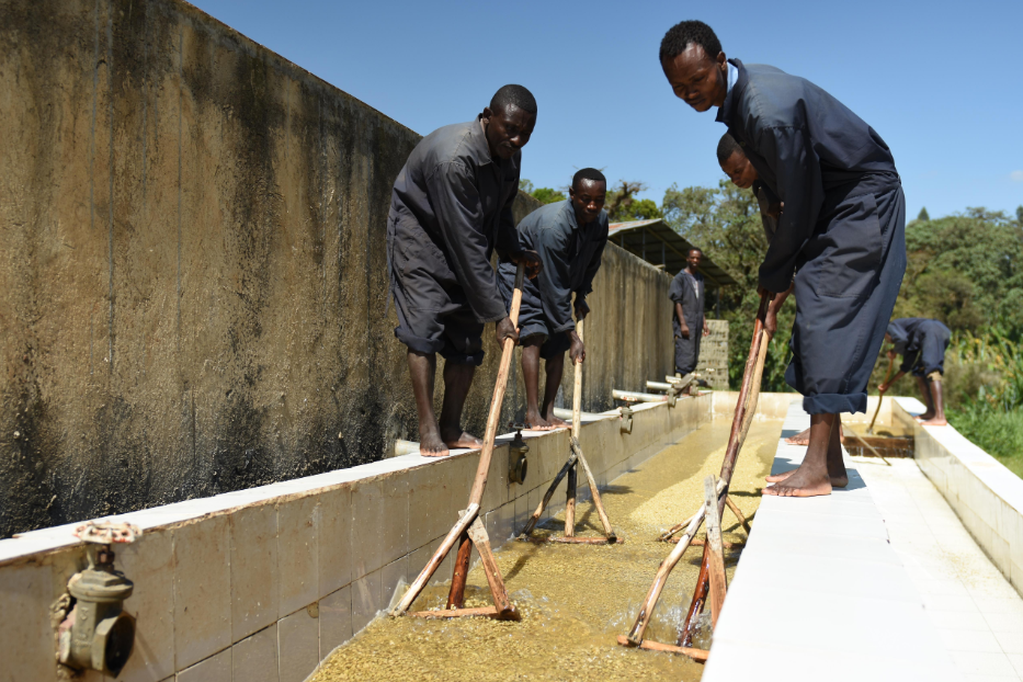 Several people in dark clothing stand along a concrete trough outdoors, using long-handled tools to process coffee under a blue sky.