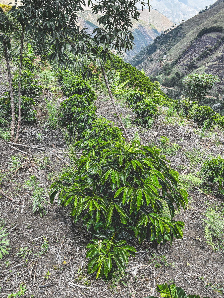 image of coffee tree