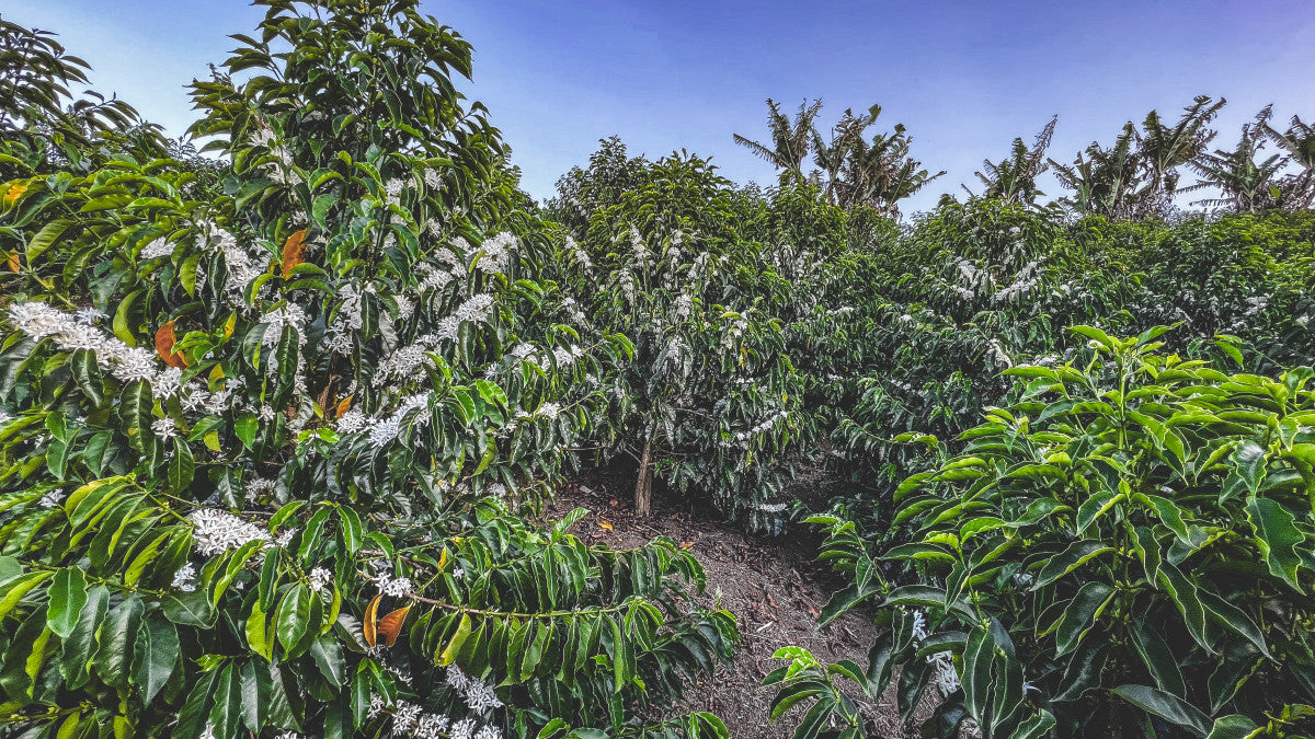 image of Chiroso trees