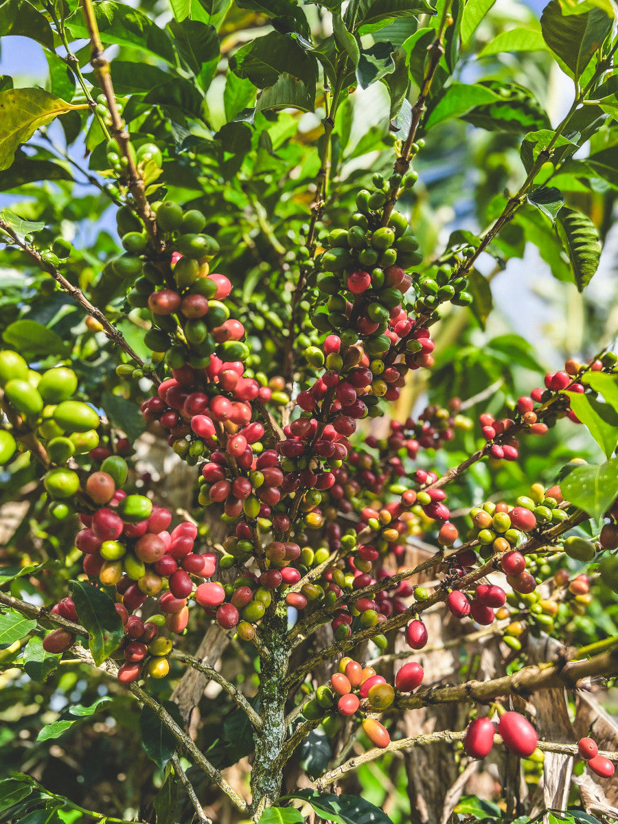 image of Chiroso cherries