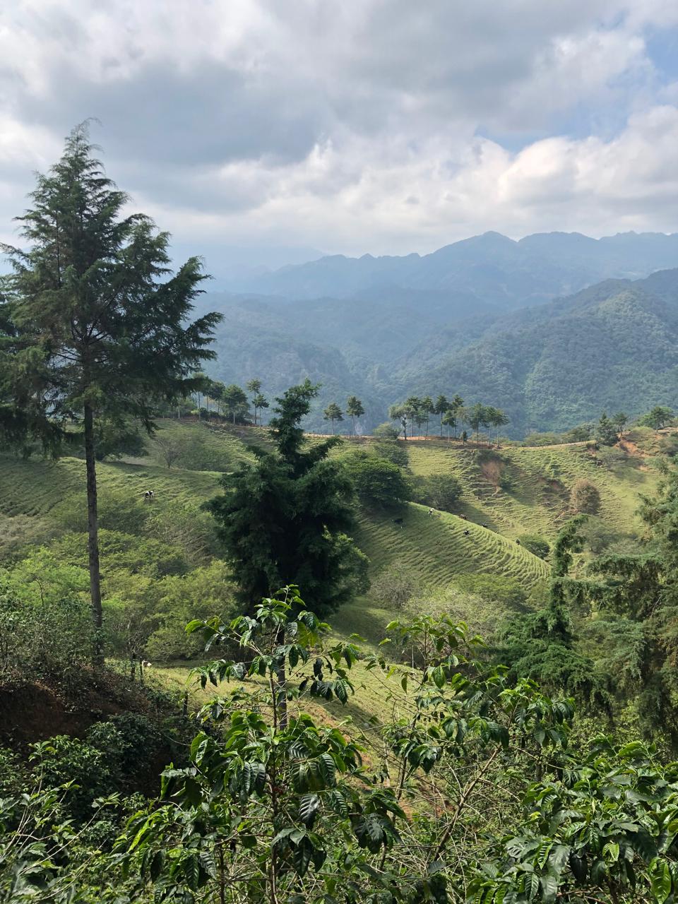 Image of coffee farm