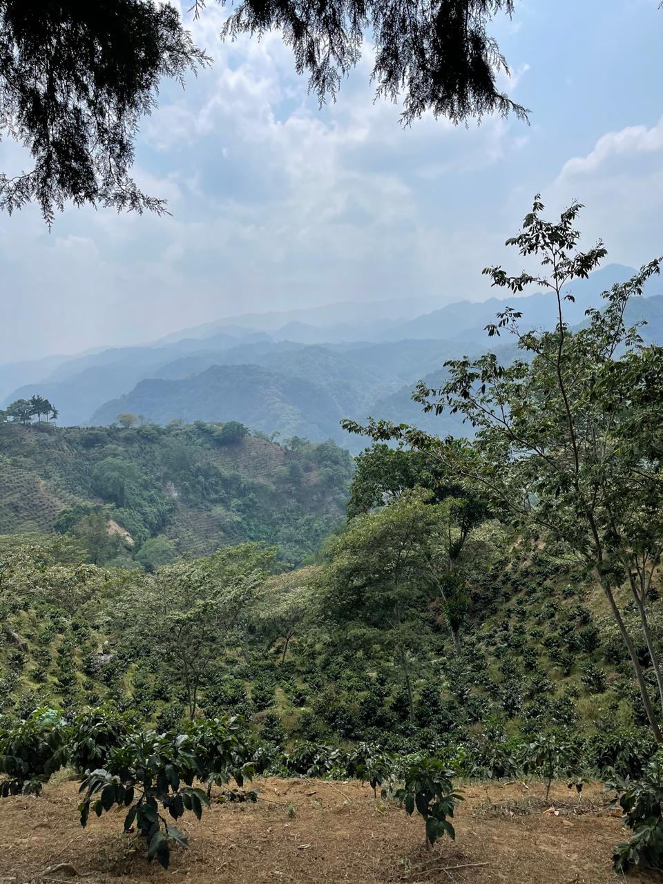 Image of coffee farm