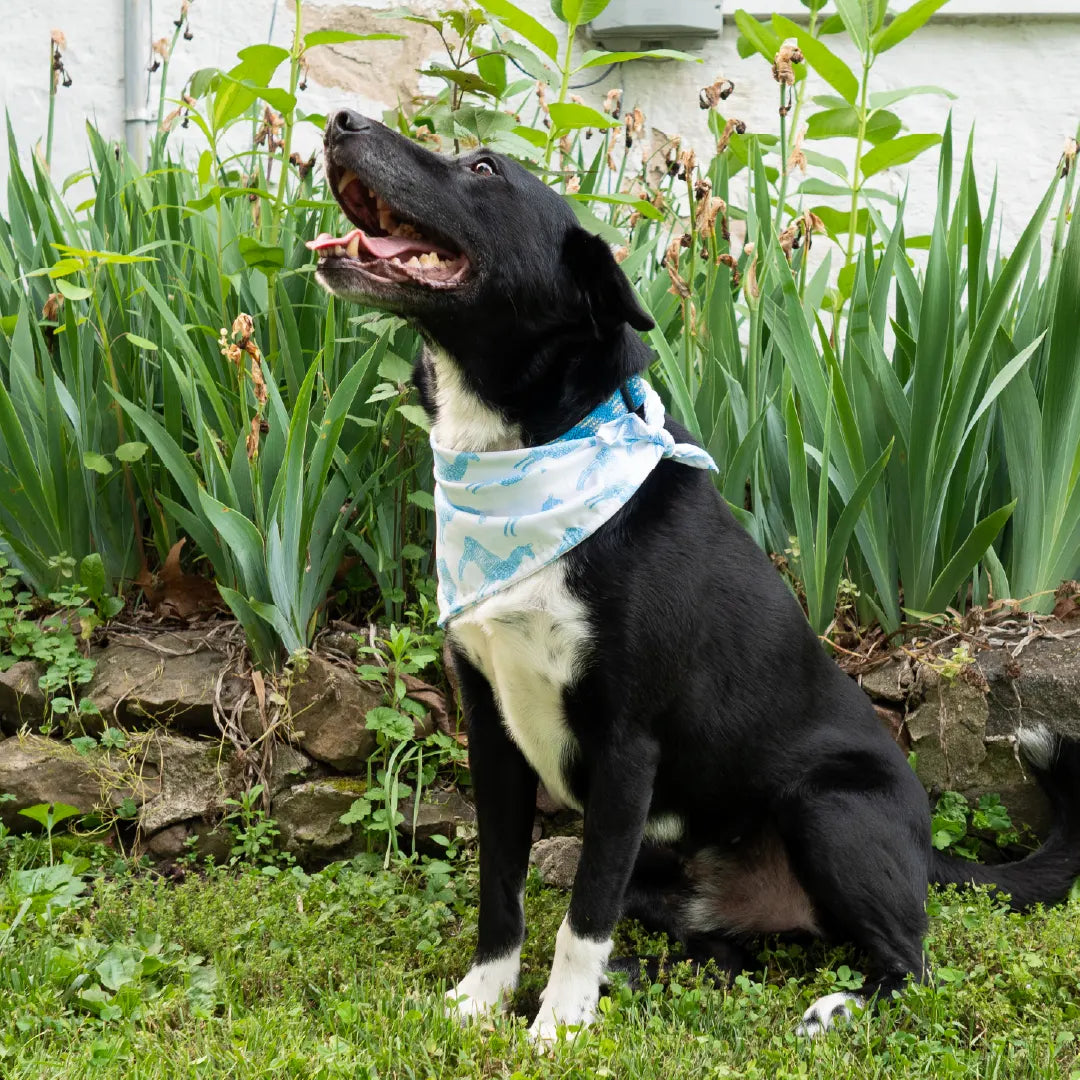 Llama Bandana