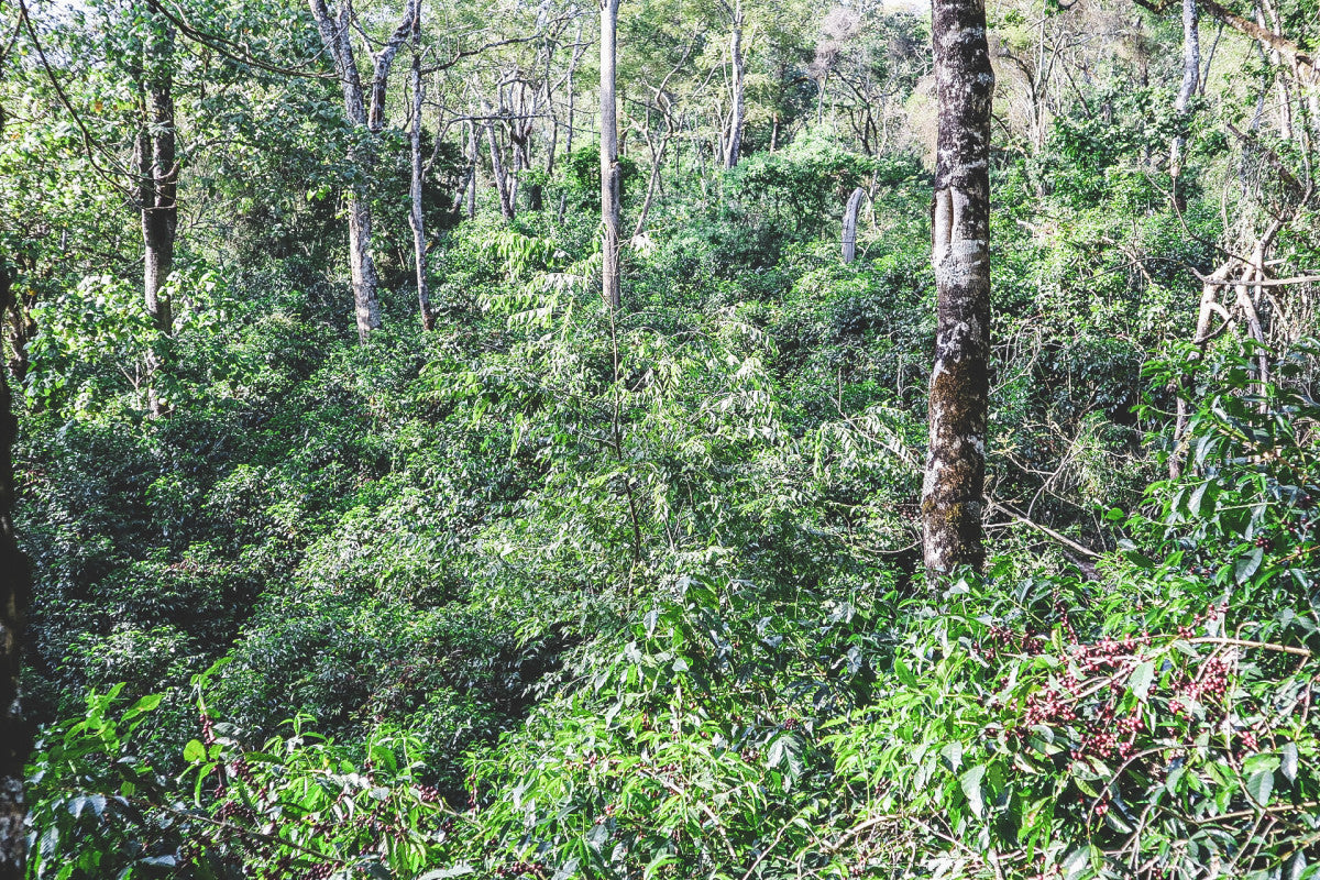 image of Guji coffee forest
