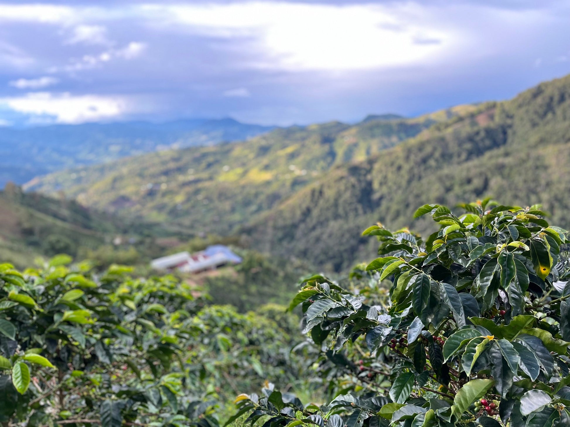 Image of coffee farm.
